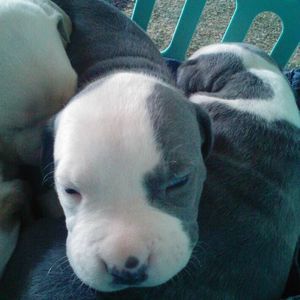 Meet your Posher, Angel